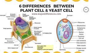 List the major differences between a plant cell and an animal cell? 6 Differences Between Plant Cell And Yeast Cell