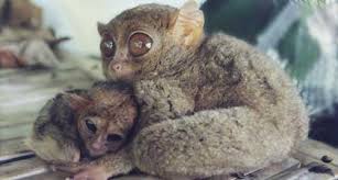 The sangihe tarsier tarsius sangirensis also known as sangihe island tarsier is a small primate found on sangir island which is located about 200 kilomet. Tarsier