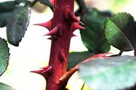 A rose with poisonous thorns. Is Rose Thorn Poisonous How To Deal With It After Being Pricked The Plant Aide
