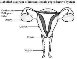 The below diagram represents the sectional view of the female reproductive organs of a mammal. Cbse Class 10 Important Biology Diagrams For Board Exam 2019