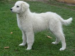 Kuvasz, hungarian breed of guard and shepherd dog whose reputation as a watchdog was unexcelled during the middle ages, when it was kept by kings and nobles. Kuvasz Kuvaszok Hungarian Kuvasz Kuvasz Livestock Guardian Dog Breeds Unique Dog Breeds