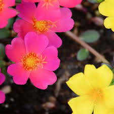 Image result for Portulaca