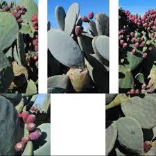 What is nopal, also known as prickly pear cactus? Examples Of Lack Of Spines And Variation In Cladode And Fruit Download Scientific Diagram