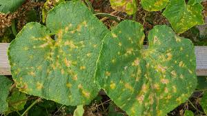 Image result for mildew on cucumbers