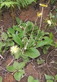 Image result for Haplocarpha