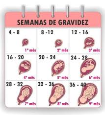 Dieta en el embarazo, salud prenatal y cuidados de la embarazada. 26 Semanas Cuantos Meses Son Club De Bebes Julio 2020 Babycenter