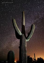 Starlight And Saguaros Stunning Desert Night Sky Photography By Greg Mccown Night Sky Photography Night Sky Painting Cactus