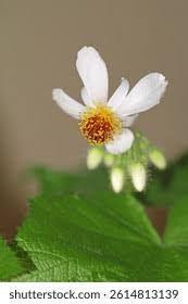 Image result for Sparrmannia ricinocarpa