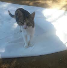Ozgurluk Parki Goztepe Istanbul Turkiye Kedi Istanbul Turkiye