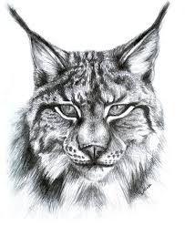 Les agents du dipce sont appelés les lynx car, autrefois, ces prédateurs furent réintroduits sur la planète terre pour rétablir certains. 14 Idees De Lynx Dessin Image Lynx Dessin Image Dessin