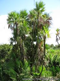 Image result for Acoelorrhaphe wrightii