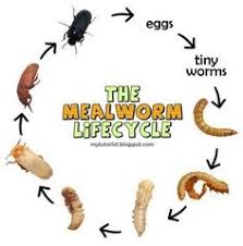 93 Best Mealworms Images Life Cycles Meal Worms Teaching