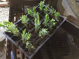 Image result for lavender cuttings