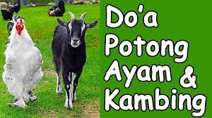 Doa Ketika Memotong Ayam Dan Kambing Ustad Muhammad Ruslan Wadi Official Youtube