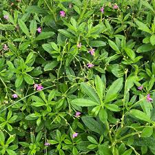 Image result for Talinum portulacifolium