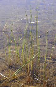 Image result for Cyperus laevigatus