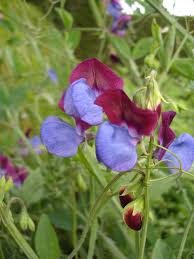 Image result for Lathyrus odoratus