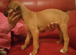 They have a playful personality & are an ideal family pet. Boxer Puppies For Sale Near Memphis Tn