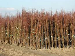 Wholesale, bare root fruit trees, shade and ornamental trees and seedlings by rusty mangrum nursery. Bare Root Plants Cherry Lane Nursery Plant Nursery Garden Stanthorpe Granite Belt Deciduous Conifer Native Plant Seedling Tree Cherry Lane Flower