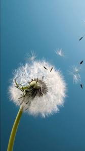 Blown Dandelion Wallpapers Hd Wallpapers Dandelion Wallpaper Hd Flower Wallpaper Nature Iphone Wallpaper