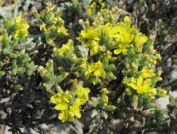 Image result for Fadogia tomentosa