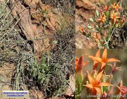 Image result for Kalanchoe rotundifolia