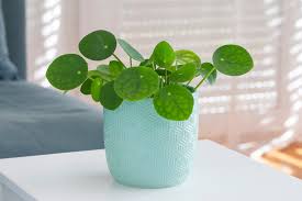 Image result for Pilea johnstonii