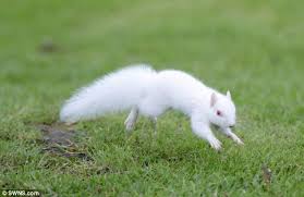 Black And White Squirrel Like Animal Incredibly Rare Albino Squirrel Siblings Spotted At Country Park Albino Animals Animals Animals Beautiful