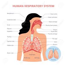 For the upper respiratory tract observe the epithelial specialisations, sensory regions and associated cartilages. Anatomy Respiratory System Anatomy Drawing Diagram
