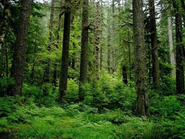 Green forest landscape
