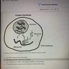 What is the role of mrna in protein synthesis? If Structure X Did Not Function Correctly Which Of The Following Would Occur First The Mrna Would Brainly Com