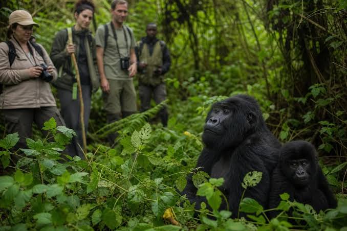 Gorilla trekking in Bwindi: Zebras, Gorillas and a Quiet Lake