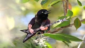 Birds With Human Arms Bird With Hands Funny Birds Photoshopped Animals Bird Photo
