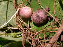Image result for Amphicarpaea africana