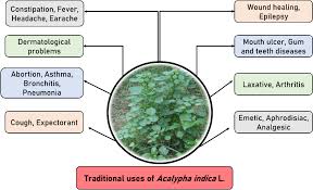 Image result for Acalypha fruticosa