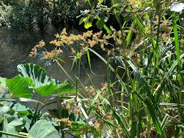 Image result for Cyperus dives