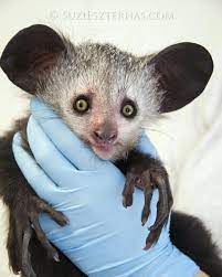 Suzi Eszterhas On Instagram Photo Of The Week From The Archives Three Month Old Baby Aye Aye At The Duke Lemur Center In No Aye Aye Pet Birds Animals Wild