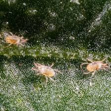 Image result for spotted spider mite
