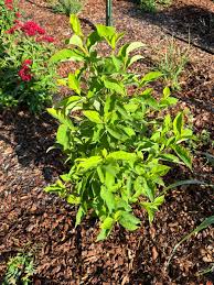 Image result for Buchnera usuiensis