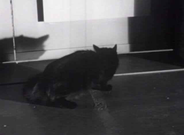 Please Murder Me! (1956) - Cinema Cats
