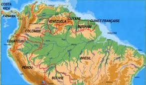 Certains experts estiment qu'un kilomètre carré pourrait contenir plus de 75 000 types d'arbres et 150 000 espèces de plantes supérieures. L Amazonie