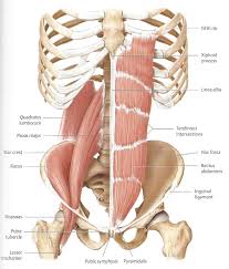 This page discusses the anatomy of the human body systems. Low Back Pain Structura Body Therapies