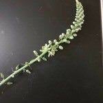 Image result for Albuca virens