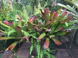 Aechmea Sp Plants Bromeliads Garden