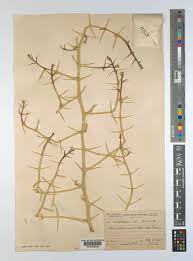 Image result for Acanthosicyos