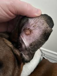 Image result for scabies dog ear