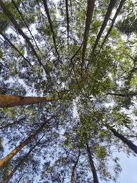 Image result for Acacia mangium