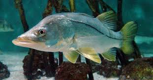 Man nice snook, i have caught at least 40 snook this year. Snook Fishing Tips Stuart Angler