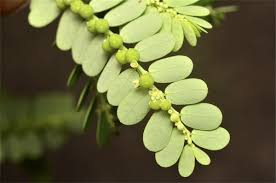 Image result for Phyllanthus tenellus