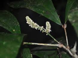 Image result for Deinbollia